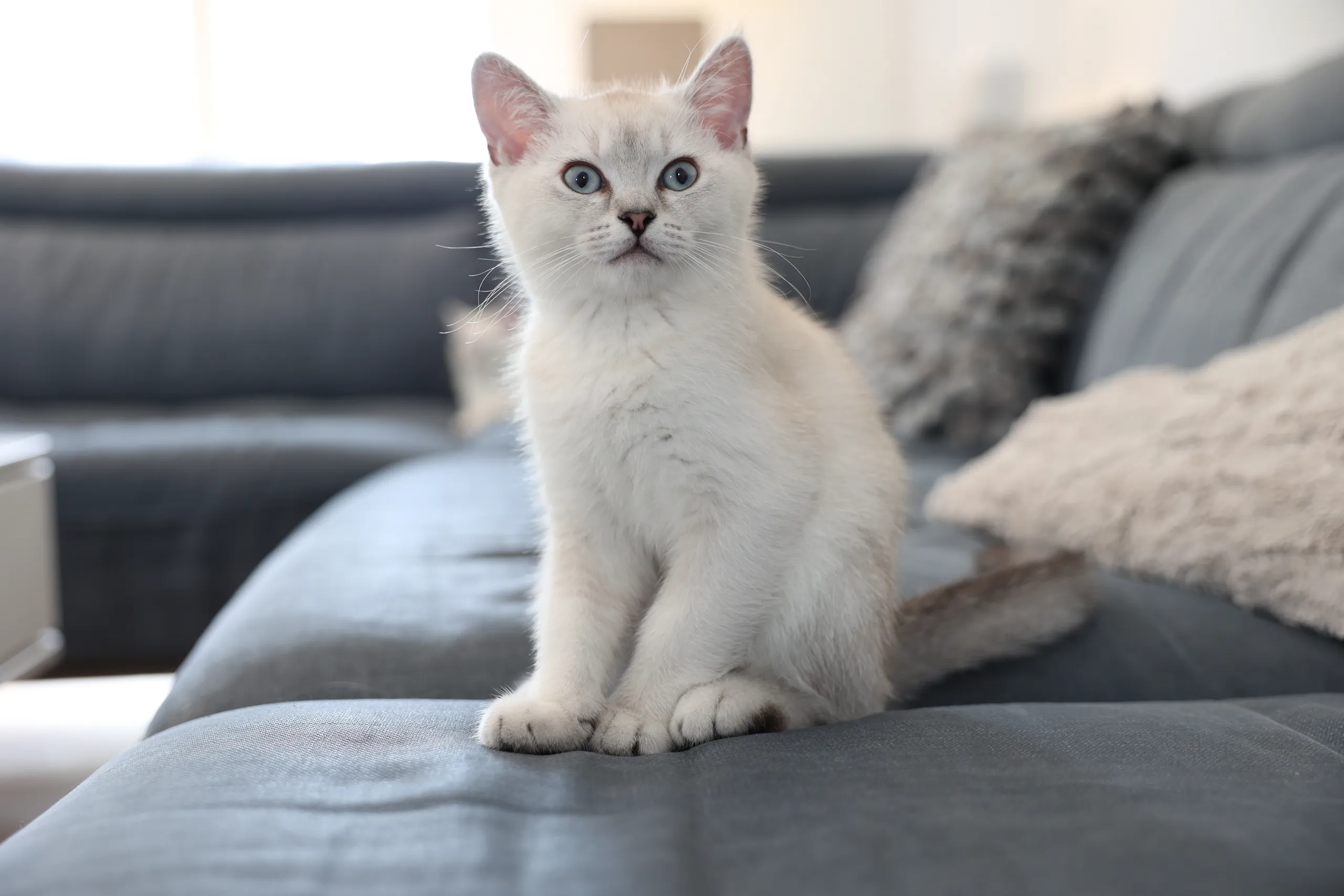 Young kitten with blue eyes sitting upright on a grey sofa, looking into the camera