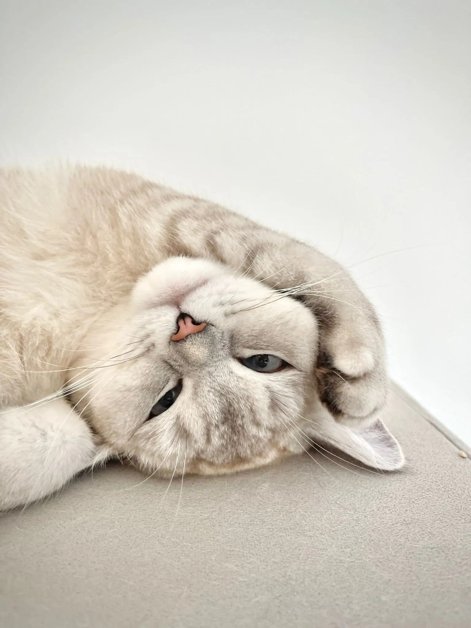 Cat lying relaxed on its back, looking upside down into the camera