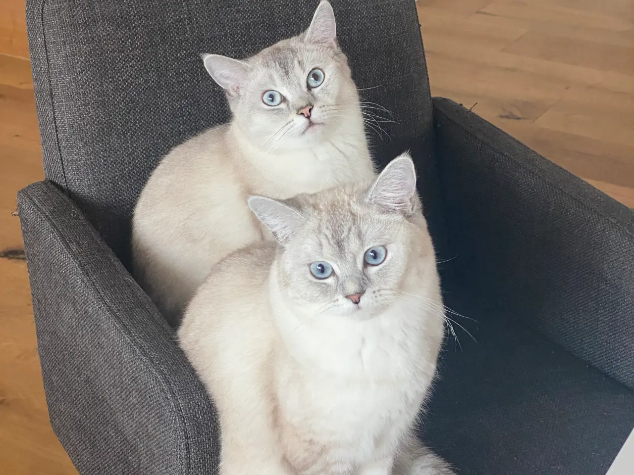 Lucy and Smokey sitting together on a chair, looking up into the camera